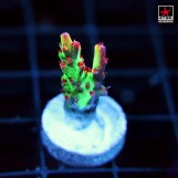 Acropora TSA Strawberry Shortcake