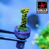 Acropora Walt Disney
