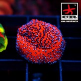 Montipora Mystic Sunset