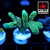 Seriatopora Guttatus CR Snowman