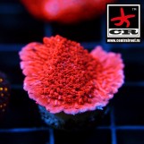 Montipora Capricornis Leaf Plate Red