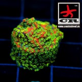 Montipora Sunset