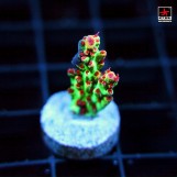 Acropora TSA Strawberry Shortcake