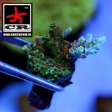 Acropora Bill Murray TSA