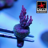 Acropora CR Purple Queen