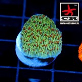 Montipora Capricornis CR VS Pink Polyp