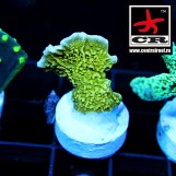 Montipora Stellata Lime