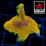 Acropora PC Rainbow