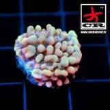 Montipora Crazy-T