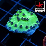 Turbinaria CR Darkwing Duck