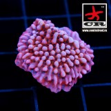 Montipora RR Nauti Spiral