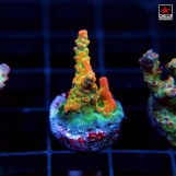 Acropora ASR Pink Spikelet