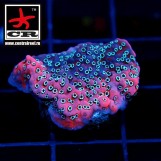 Montipora Mystic Killer WWC