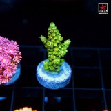 Acropora Tenius Orange Tips