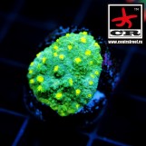 Astreopora JF Lime Time