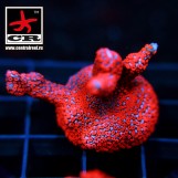 Montipora Forest Fire
