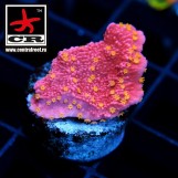 Montipora Starburst