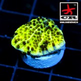 Montipora Confusa CR Brownie