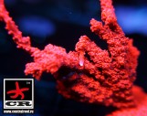 Montipora Thin Branching Red
