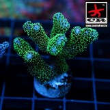 Pocillopora CR Yellow Body