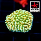 Montipora Beach Bum