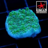 Montipora Undata Tyree True