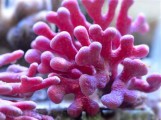Distichopora Sp - Дистихопора S