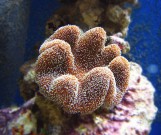 Sarcophyton Sp - Саркофитон S