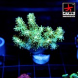 Sinularia Yellow Polyps Rare