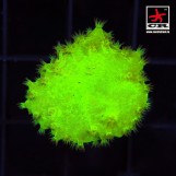 Sinularia dura Neon Green, S