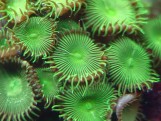 Palythoa Sp green - Палитоя зеленая XL