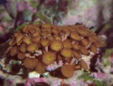Palythoa Sp brown - Палитоя коричневая L