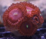 Palythoa Sp collection - Палитоя коллекционная M