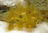 Parazoanthus gracilis - Паразоантусы желтые XL