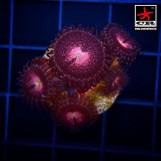 Purple Bees Zoa