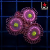 Cats Eye Zoa
