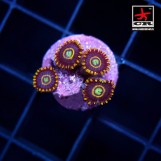 Blue Hornet Zoa