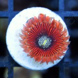 Salted Magiciane Zoa 1 plp