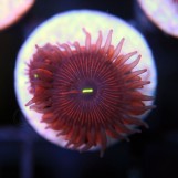 People Eater Red Paly, 2 polyps