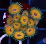 Nuclear Death Paly, 13 polyps