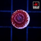 Tasers WWC Zoa