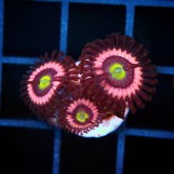 Daisy Dukes Zoa