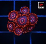 Red Hornet Zoa