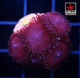Paly Pink, 5 polyps