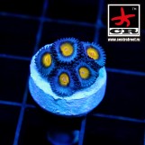 AOI Zoa
