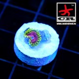 Pink Diamond FL Zoa
