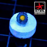 AOI Zoa