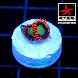 Goblin Fire Zoa