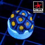 AOI Zoa