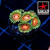 Rainbow Incinerator Zoa